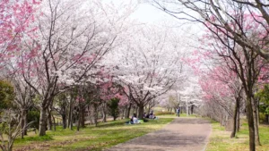 岸和田市蜻蛉池公園の桜